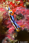 Chromodoris magnifica-Tomia Hondue Beach-9m-20180525-Denis-ADER-DSC_0378_tn
